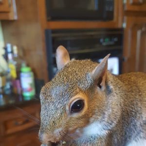 Meet your Posher, Cherry